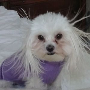 Meet your Posher, Diana